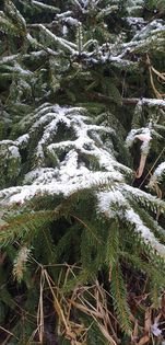 Tomáš - sníh na větvi.jpg